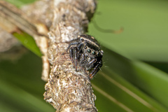 Zenodorus orbiculatus
