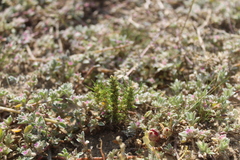 Ifloga anomala