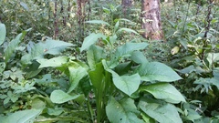 Symphytum officinale