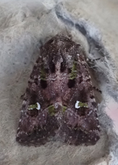 Lacinipolia renigera