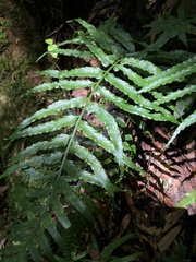 Asplenium wrightii