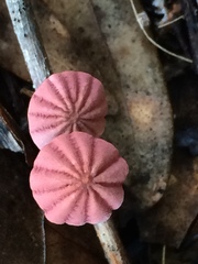 Marasmius haematocephalus