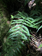 Asplenium wrightii