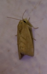Earias