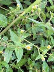 Galinsoga quadriradiata