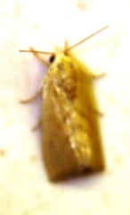 Earias