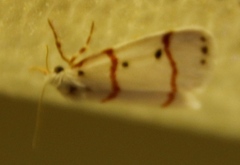 Cyana pretoriae