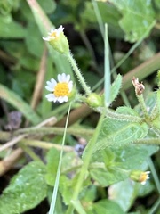 Galinsoga quadriradiata