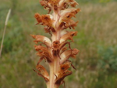 Orobanche amethystea amethystea