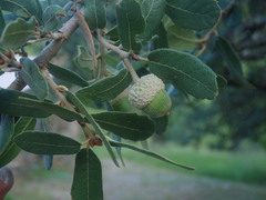 Quercus arizonica