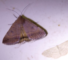 Ophiusa