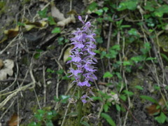 Dactylorhiza maculata