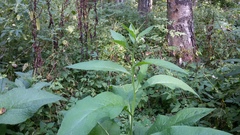 Symphytum officinale