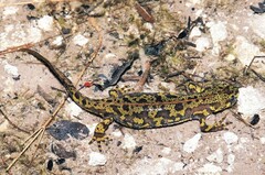 Triturus marmoratus