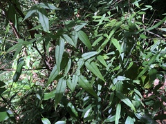 Jasminum urophyllum