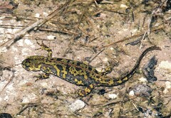 Triturus marmoratus