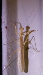 Ligariella trigonalis