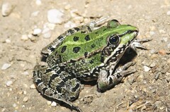 Pelophylax grafi