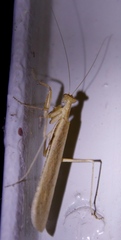 Ligariella trigonalis