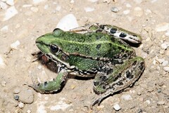 Pelophylax grafi