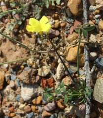 Oxalis pes-caprae