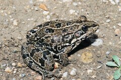 Pelophylax grafi