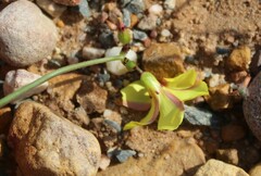 Oxalis pes-caprae