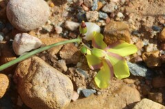 Oxalis pes-caprae