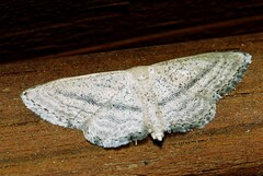 Idaea mediaria