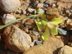 Oxalis pes-caprae