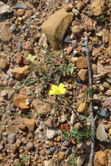 Oxalis pes-caprae