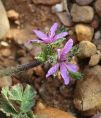 Erodium moschatum