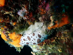 Peltodoris atromaculata