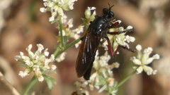 Dasypogon