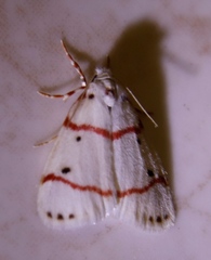 Cyana pretoriae