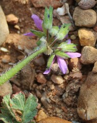 Erodium moschatum