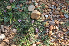 Erodium moschatum