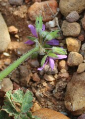 Erodium moschatum