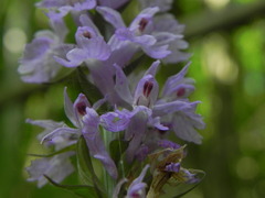 Dactylorhiza maculata