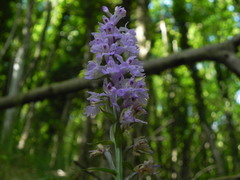 Dactylorhiza maculata