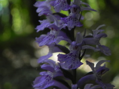 Dactylorhiza maculata