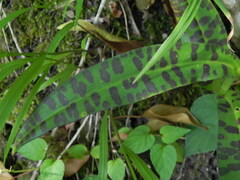 Dactylorhiza maculata