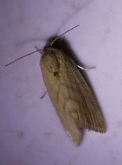 Earias