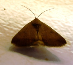 Ophiusa