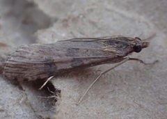 Nomophila nearctica