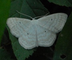 Scopula immutata