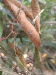 Cyrtophora cicatrosa