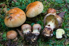Cortinarius odorifer
