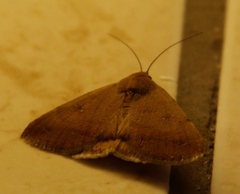 Ophiusa