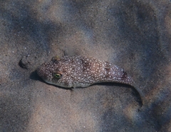 Torquigener flavimaculosus
